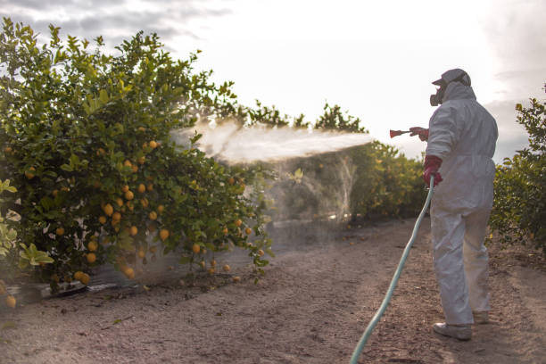 Best Affordable Pest Control Services  in Lynnwood, WA