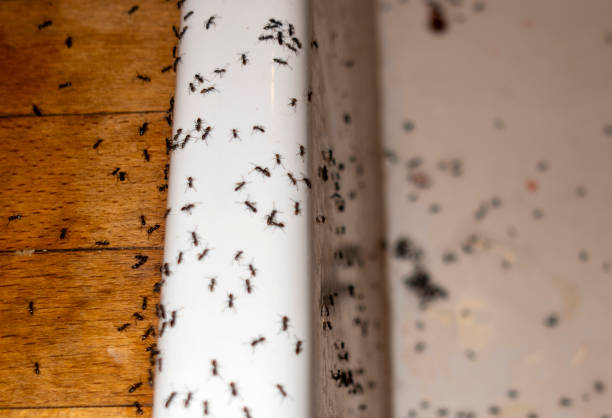 Best Wildlife Control Services  in Lynnwood, WA