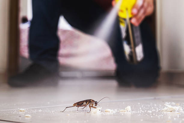 Best Rat Extermination Near Me  in Lynnwood, WA