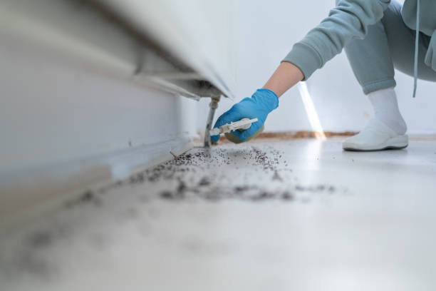 Best Local Pest Control Services  in Lynnwood, WA